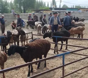 На скотном рынке Ноокатского района выявили более 40 животных без бирок и чипов