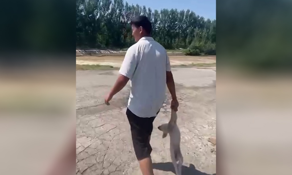 Узбекистанцы требуют найти живодеров, выбросивших щенка в бурный канал ради хайпа. Видео