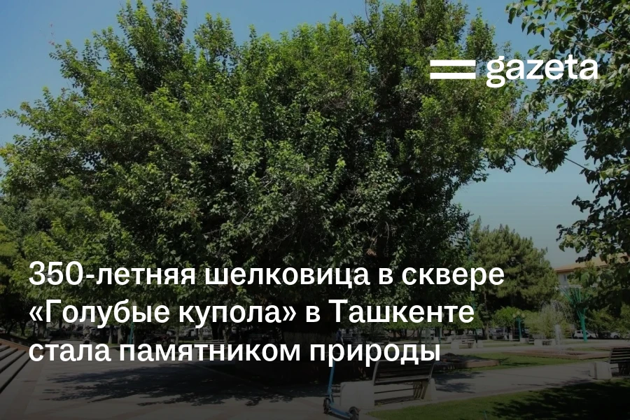 350-летняя шелковица в сквере «Голубые купола» в Ташкенте стала памятником природы