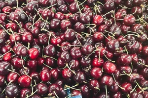 Фермеры тоннами выбрасывают помидоры, черешню и клубнику. А в Баку ценники бьют рекорды. Кто виноват?