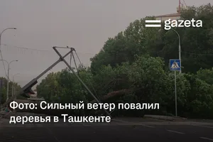 Фото: Сильный ветер повалил деревья в Ташкенте