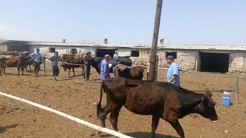 Ветслужба проводит вакцинацию в Кадамжае, - Минсельхоз