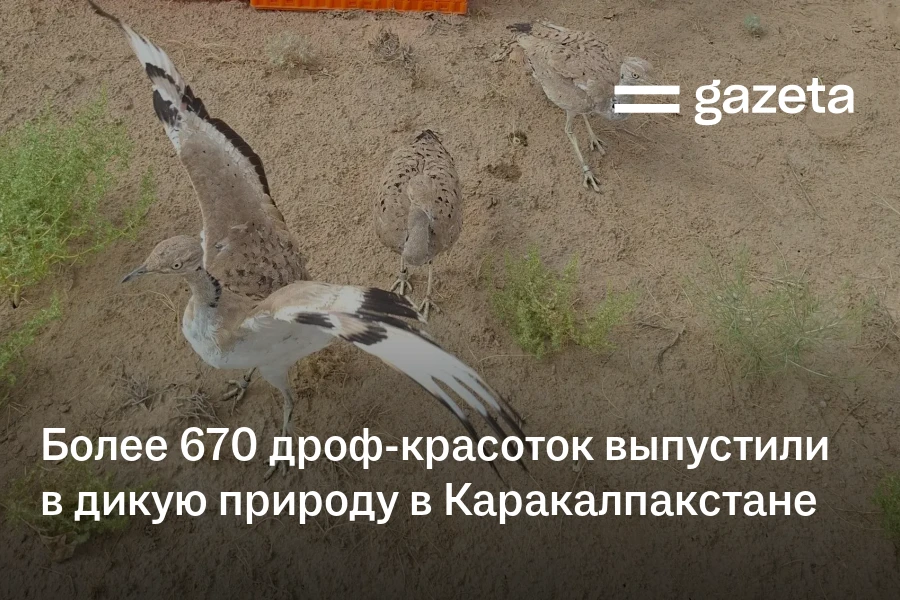 Более 670 дроф-красоток выпустили в дикую природу в Каракалпакстане