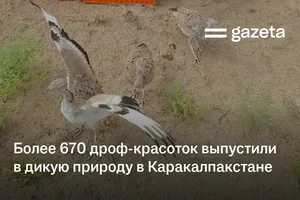 Более 670 дроф-красоток выпустили в дикую природу в Каракалпакстане