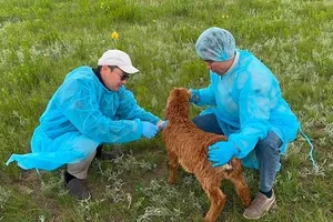 Минсельхоз предлагает снять мораторий на проверки объектов животноводства из-за рисков для здоровья населения