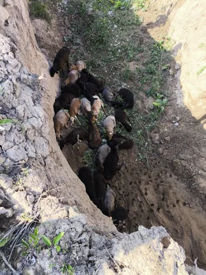 Через госграницу Кыргызстана пытались незаконно переправить 31 барана