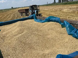 В Таласской области началась уборка зерновых и раннего картофеля