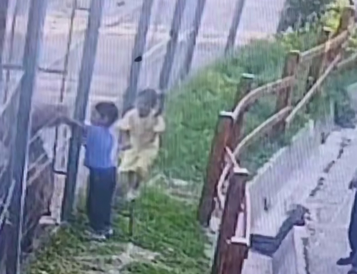В Ташкентском зоопарке пони укусил мальчика, перелезшего через ограждение. Видео