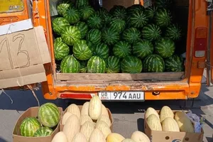Ветеринарный надзор проверил реализацию дынь и арбузов в Таласской области