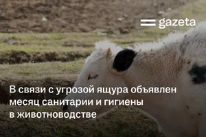В связи с угрозой ящура в Узбекистане объявлен месяц санитарии и гигиены в животноводстве