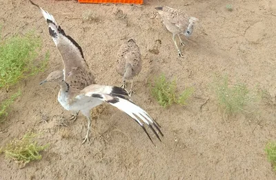 В Приаралье выпустили в дикую природу сотни редких дроф-красоток
