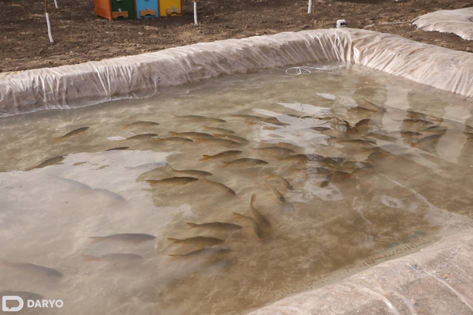 Рыбоводческим хозяйствам Узбекистана гарантируют водоснабжение