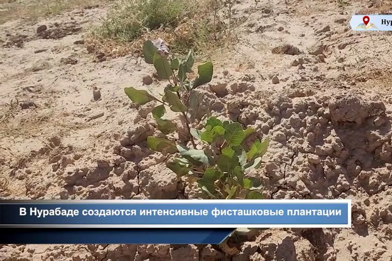 В Нурабадском районе создают интенсивные фисташковые плантации