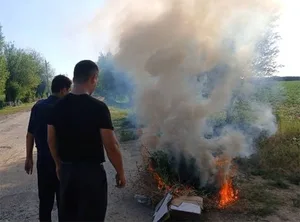 В Джизакской области нашли и уничтожили более 60 кустов конопли