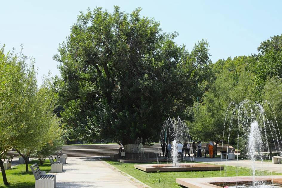 Многовековую шелковицу в сквере "Голубые купола" признали памятником природы