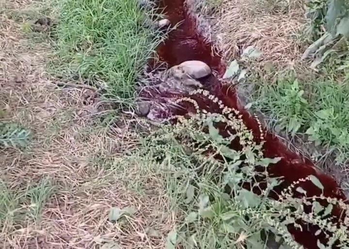 Жители Алмалыка пожаловались на стекающую в махалли красную воду с отходами бойни. Видео