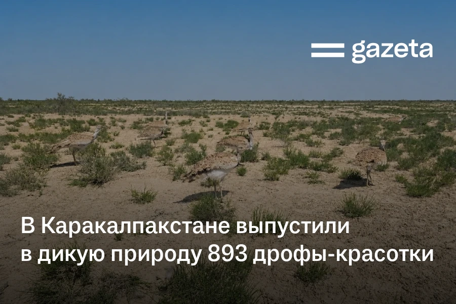 В Каракалпакстане выпустили в дикую природу 893 дрофы-красотки
