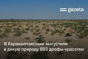 В Каракалпакстане выпустили в дикую природу 893 дрофы-красотки