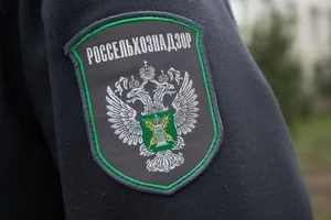 Россия вернула партии овощей кыргызстанского происхождения из-за нарушений фитосанитарных требований