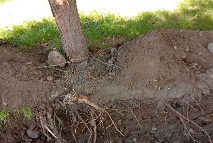 В Бишкеке подрядчиков наказали за повреждение корневой системы деревьев