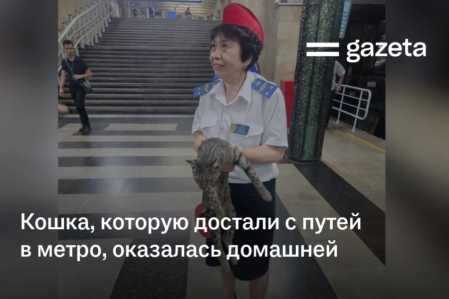Кошка, которую достали с путей в метро, оказалась домашней