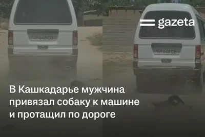 В Кашкадарье мужчина привязал тело собаки к машине и протащил по дороге