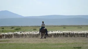 Зарплата - миллион тенге. Вакансия пастуха вызвала ажиотаж в Китае