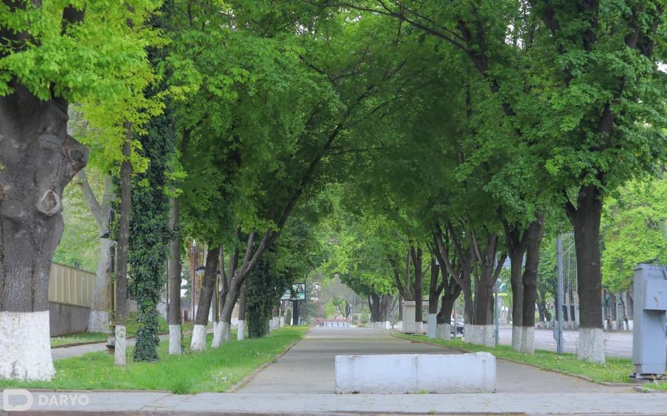 Узбекистанцев призвали защитить деревья во время аномальной жары Жителям рекомендовали не разводить открытый огонь в лесах и местах отдыха, регулярно поливать деревья и кустарники утром или вечером, рыхлить почву вокруг стволов и по возможности использовать мульчу для сохранения влаги.