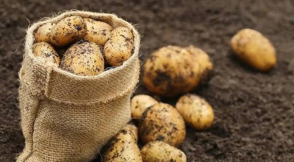 Семенной картофель голландских сортов из Ат-Башы начнут экспортировать в Россию