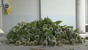 В Алмазарском районе Ташкента обнаружили плантации опиумного мака. Видео
