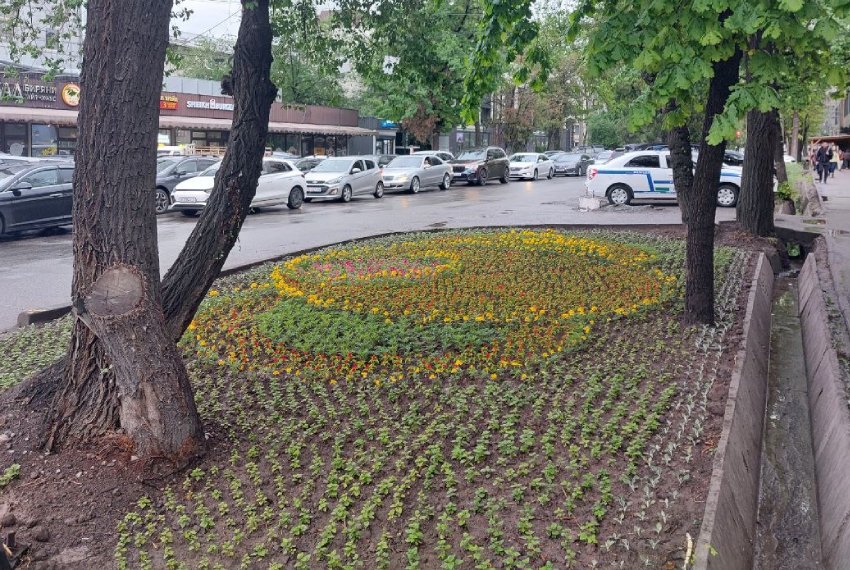 В центре Бишкека кусты убрали, посадили клумбу: красиво, но не экологично