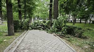 Повалено 37 деревьев — в МЧС рассказали о последствиях сильного ветра в Бишкеке