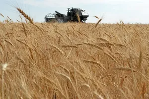В Ноокатском районе зерновые колосовые культуры убраны с 1,7 тыс. гектаров